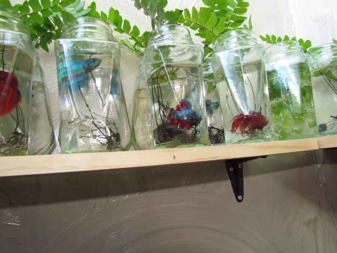 Professional farm environment preparing bettas for global shipping
